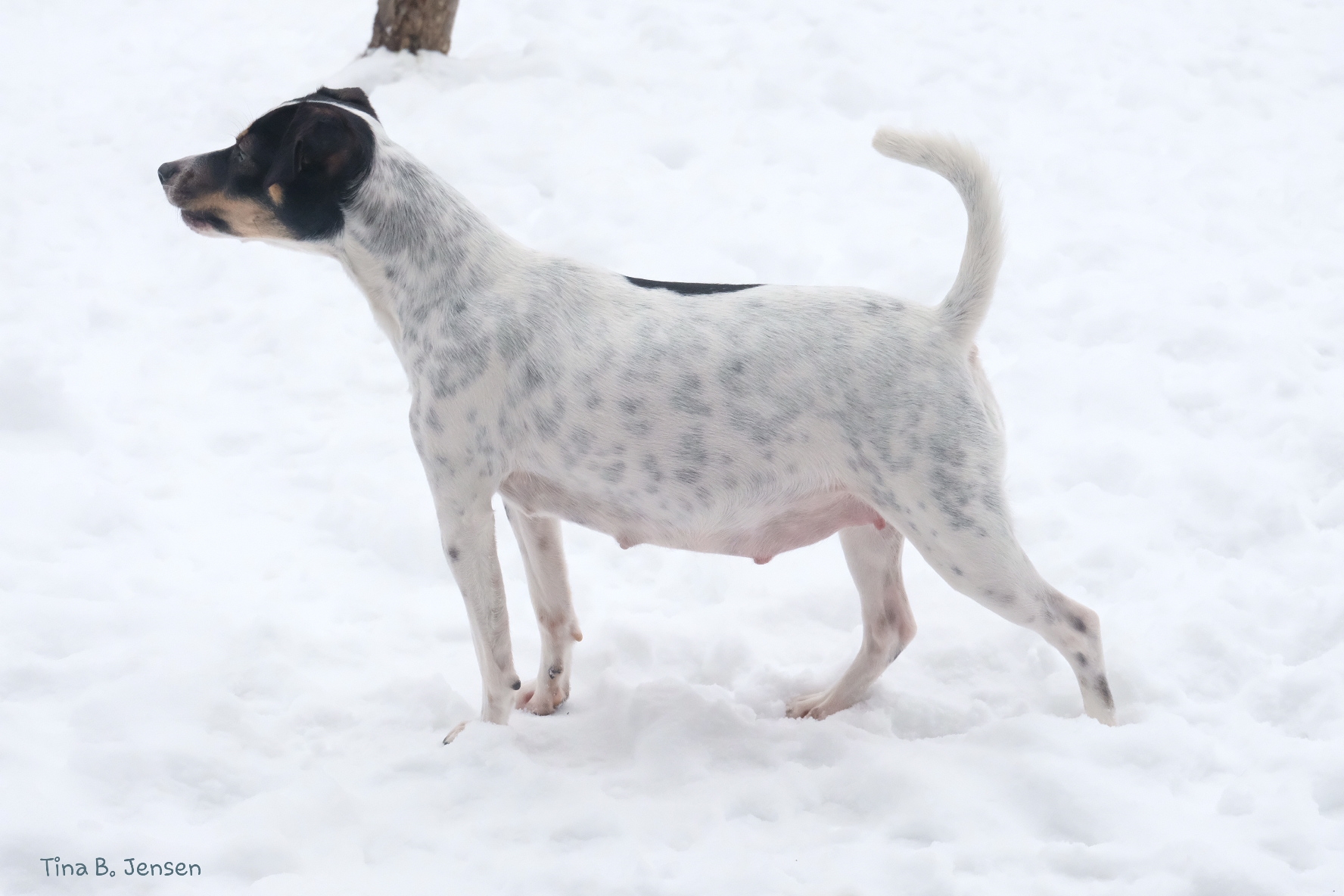B-Kullet – Kennel Nydeligheten