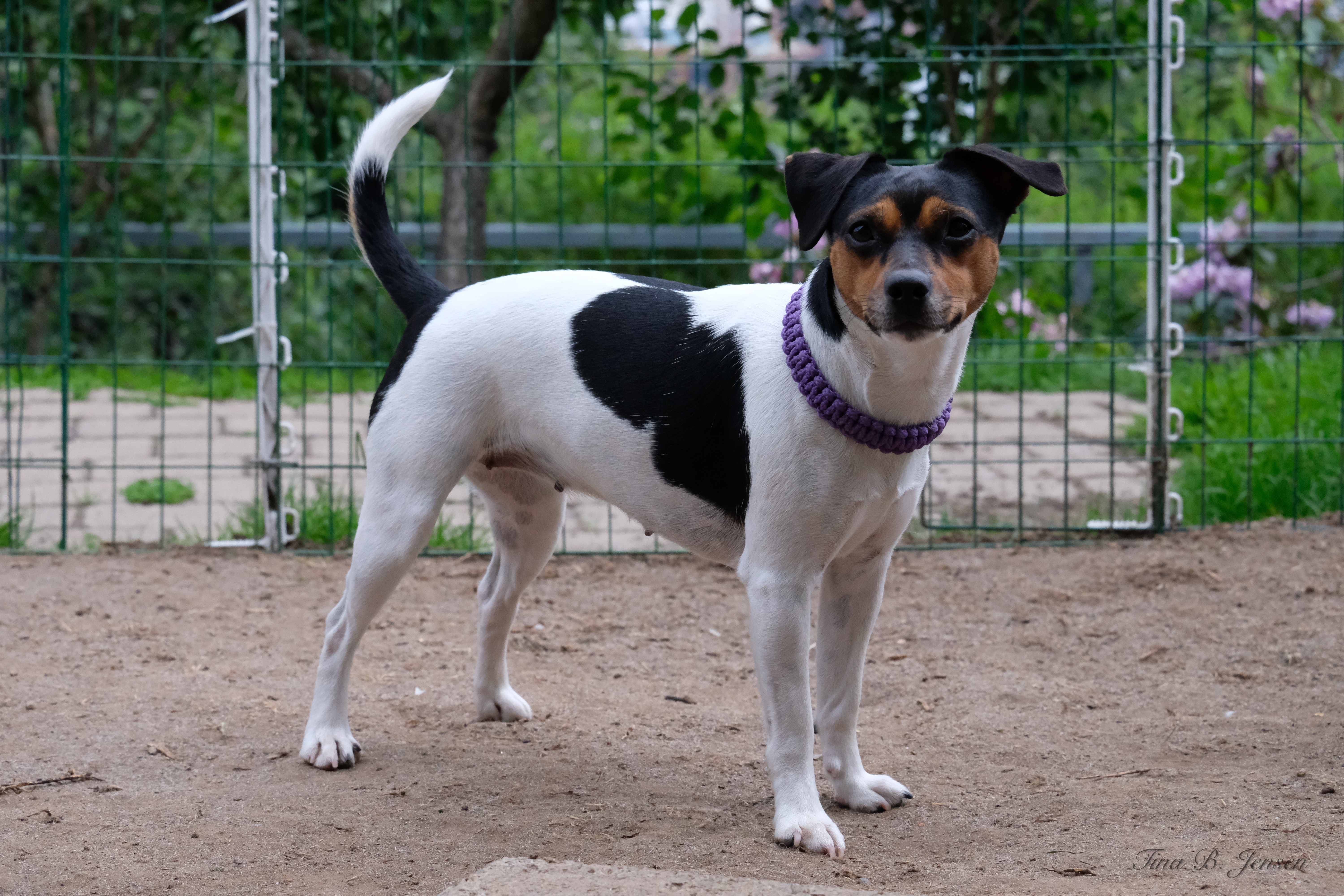 N-Kullet – Kennel Nydeligheten