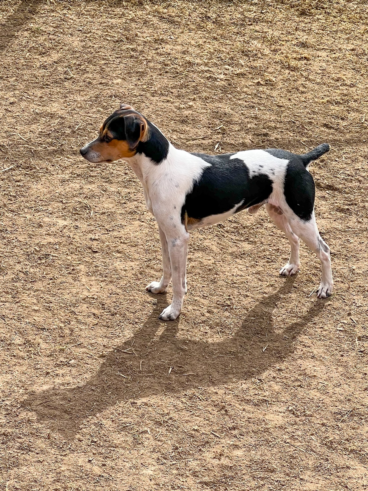 L-Kullet – Kennel Nydeligheten