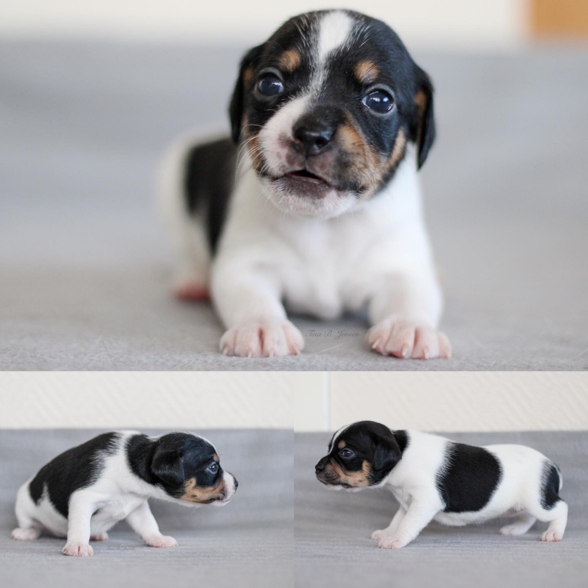M-Kullet – Kennel Nydeligheten