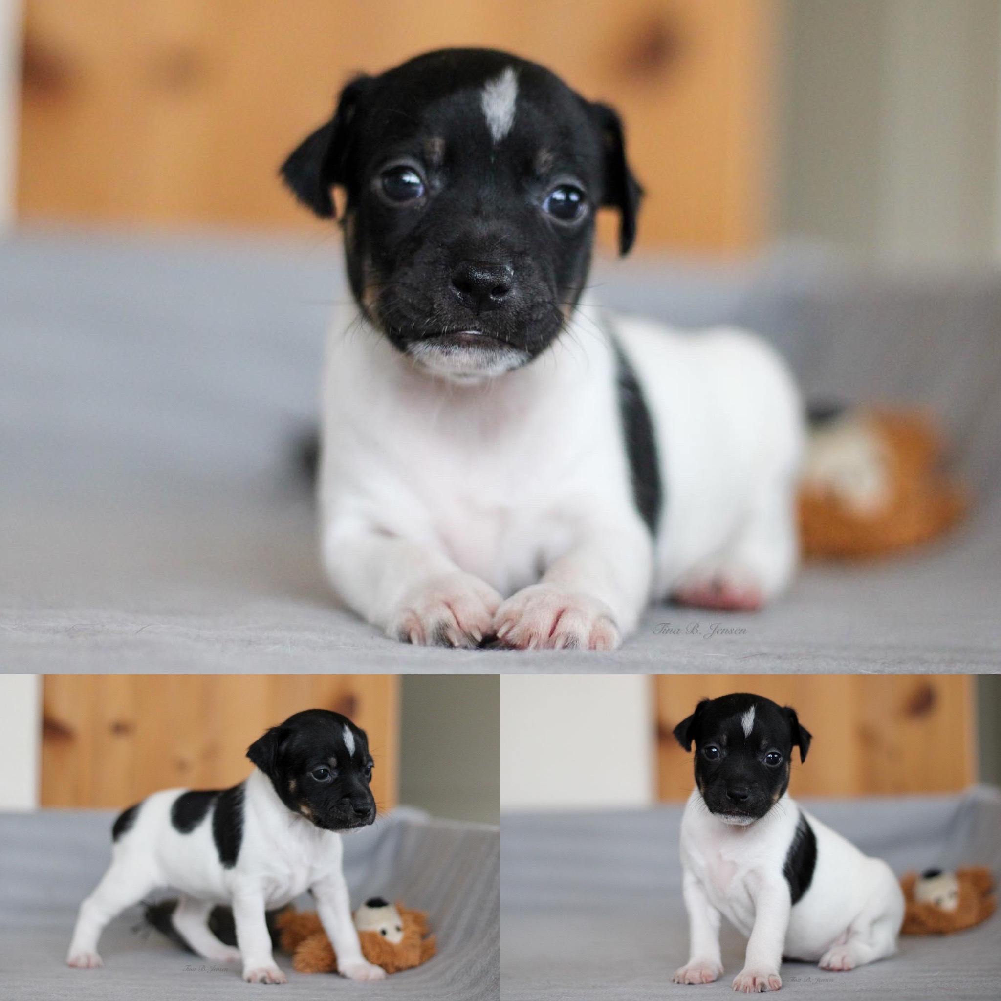 L-Kullet – Kennel Nydeligheten
