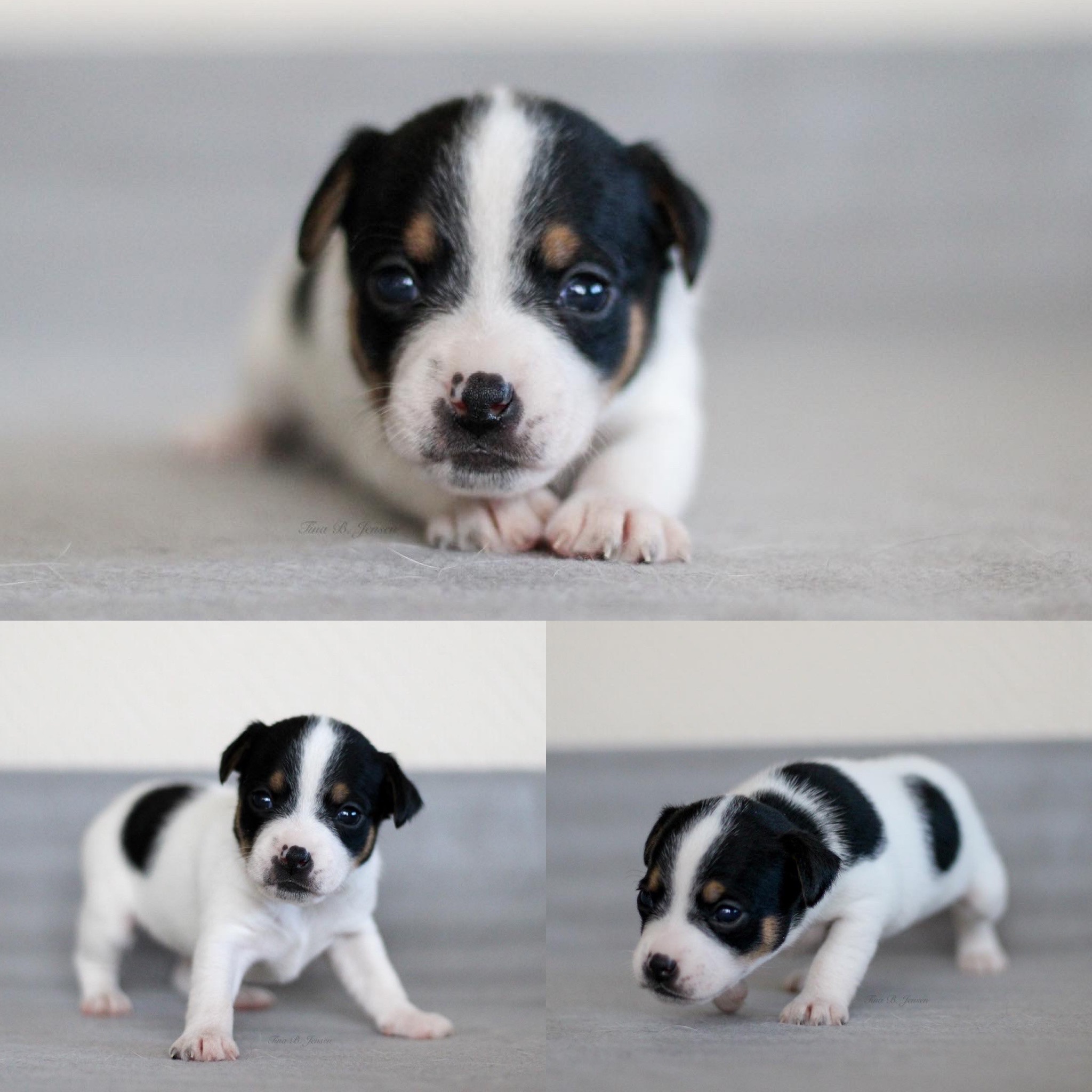 M-Kullet – Kennel Nydeligheten