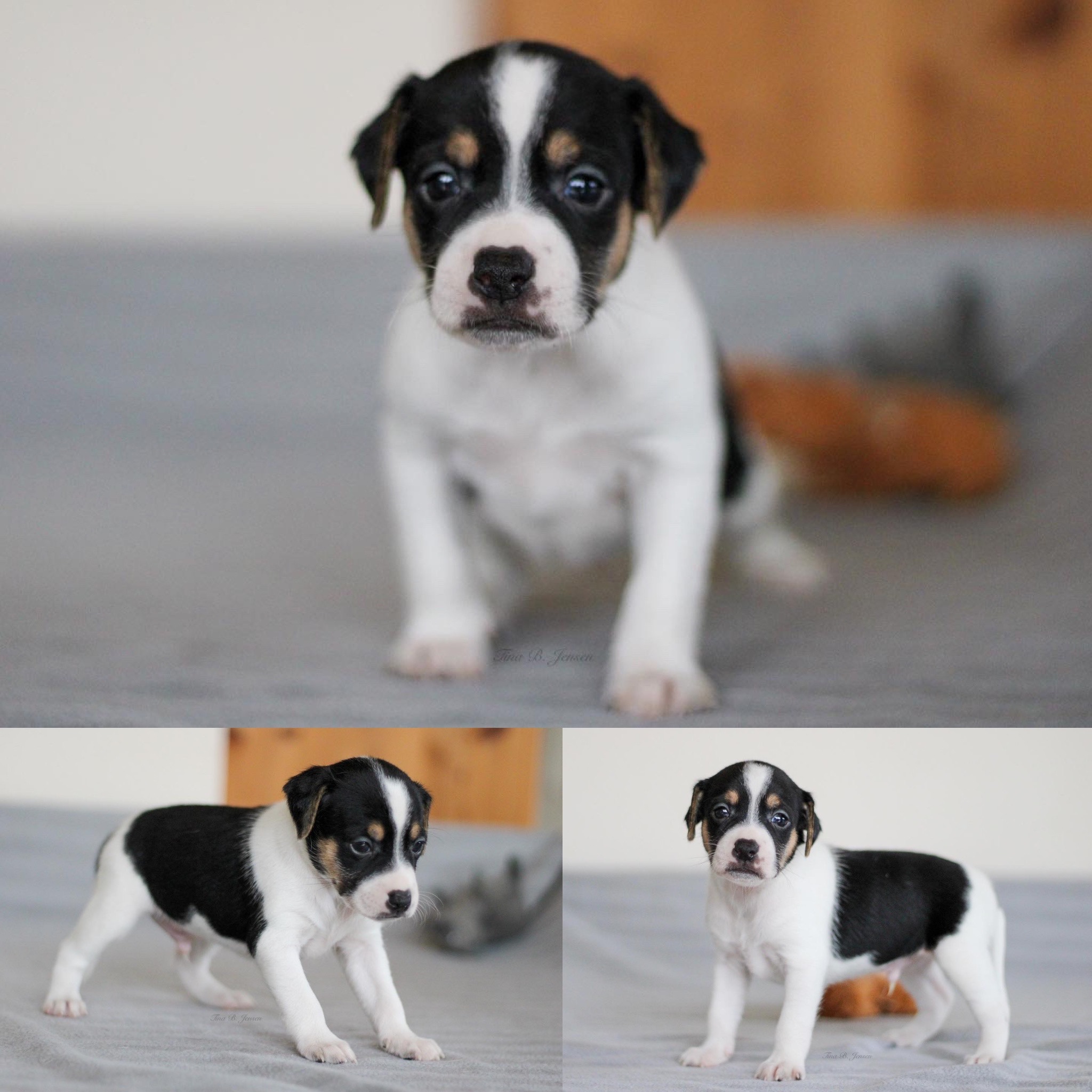 L-Kullet – Kennel Nydeligheten