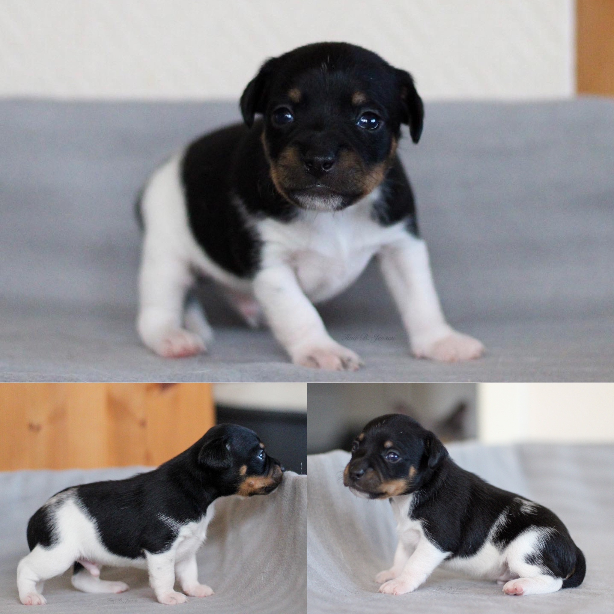 M-Kullet – Kennel Nydeligheten