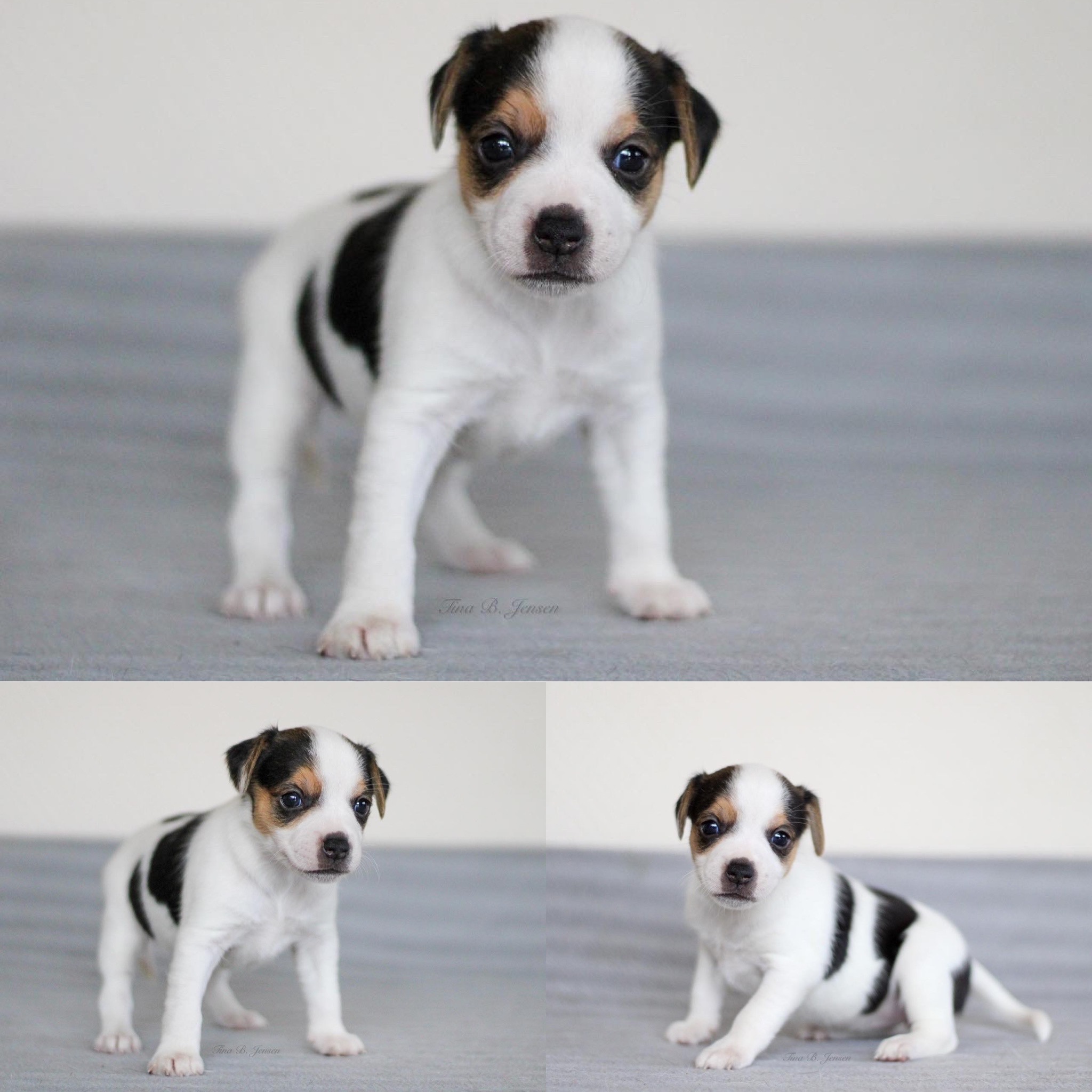 L-Kullet – Kennel Nydeligheten