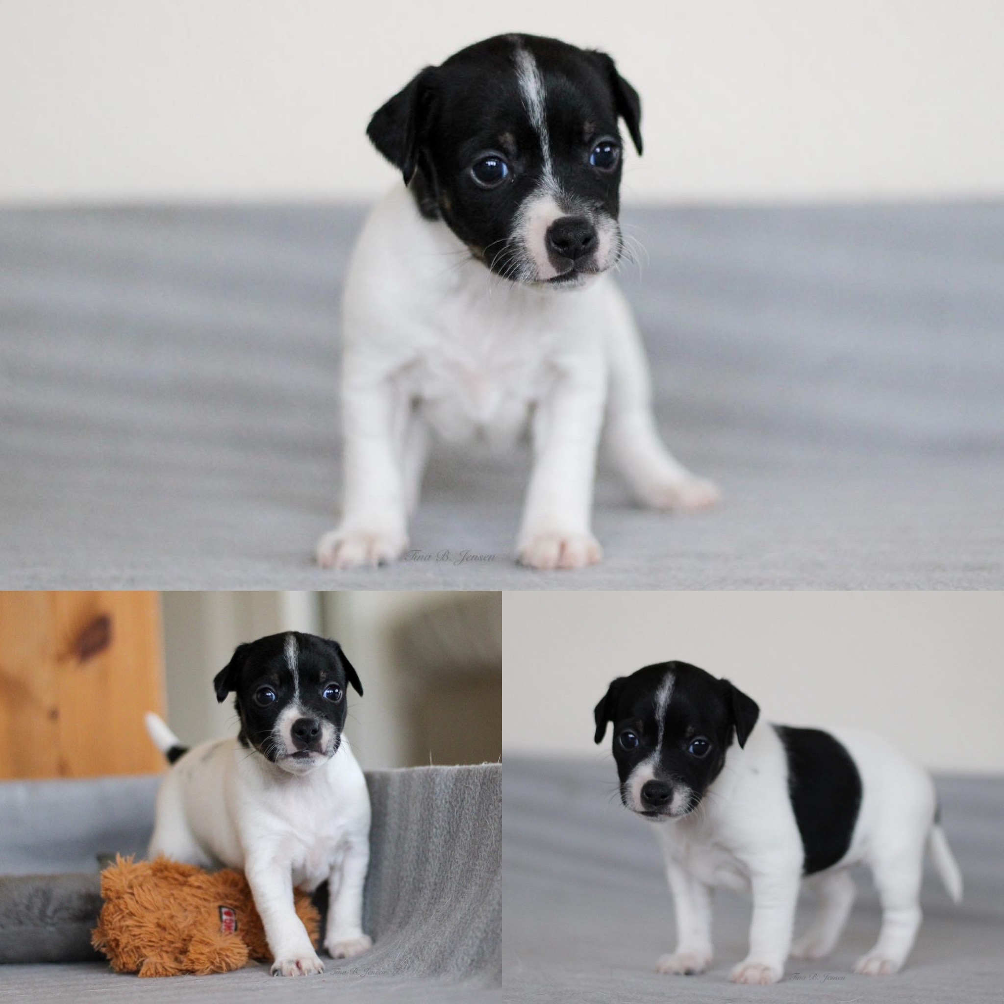 L-Kullet – Kennel Nydeligheten