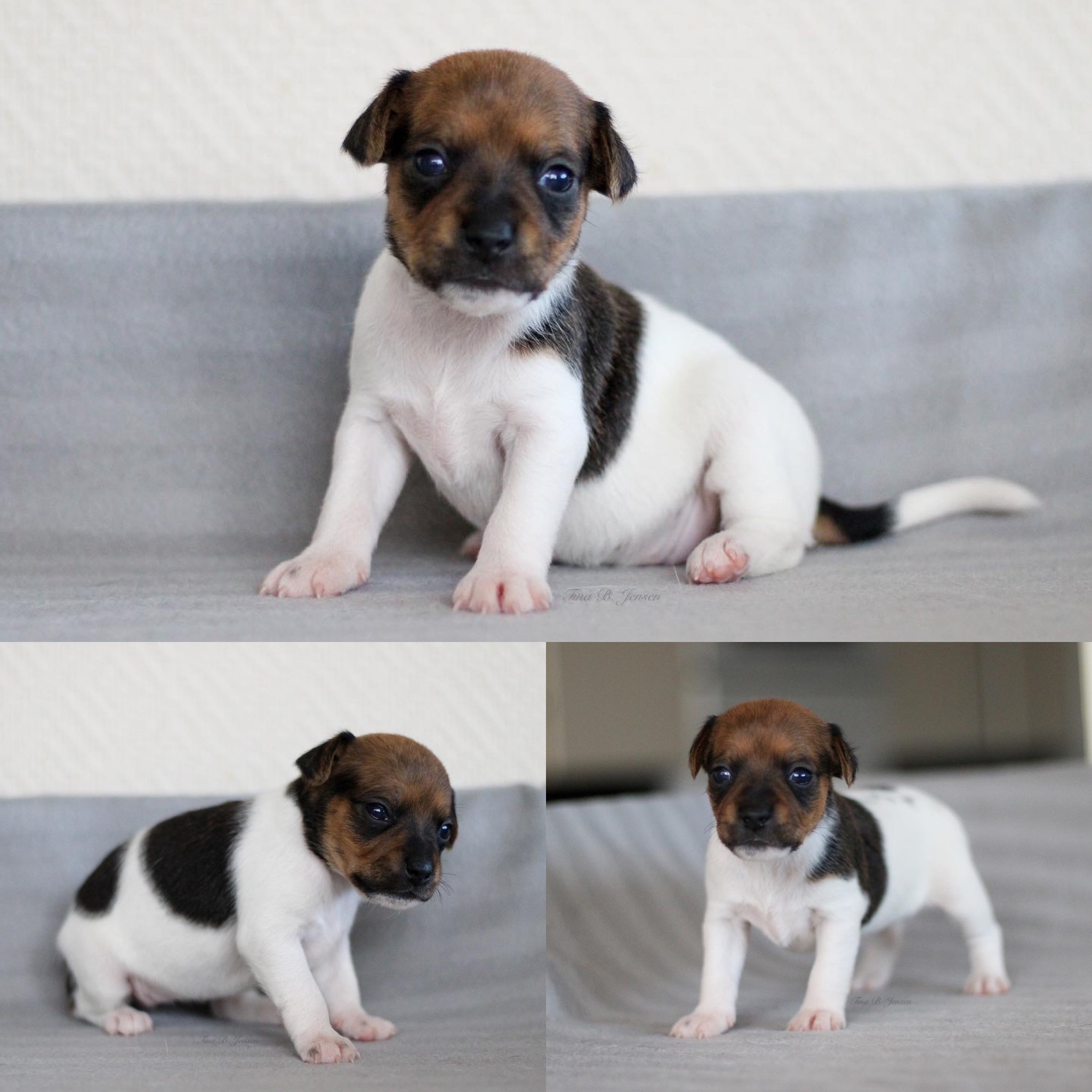 M-Kullet – Kennel Nydeligheten