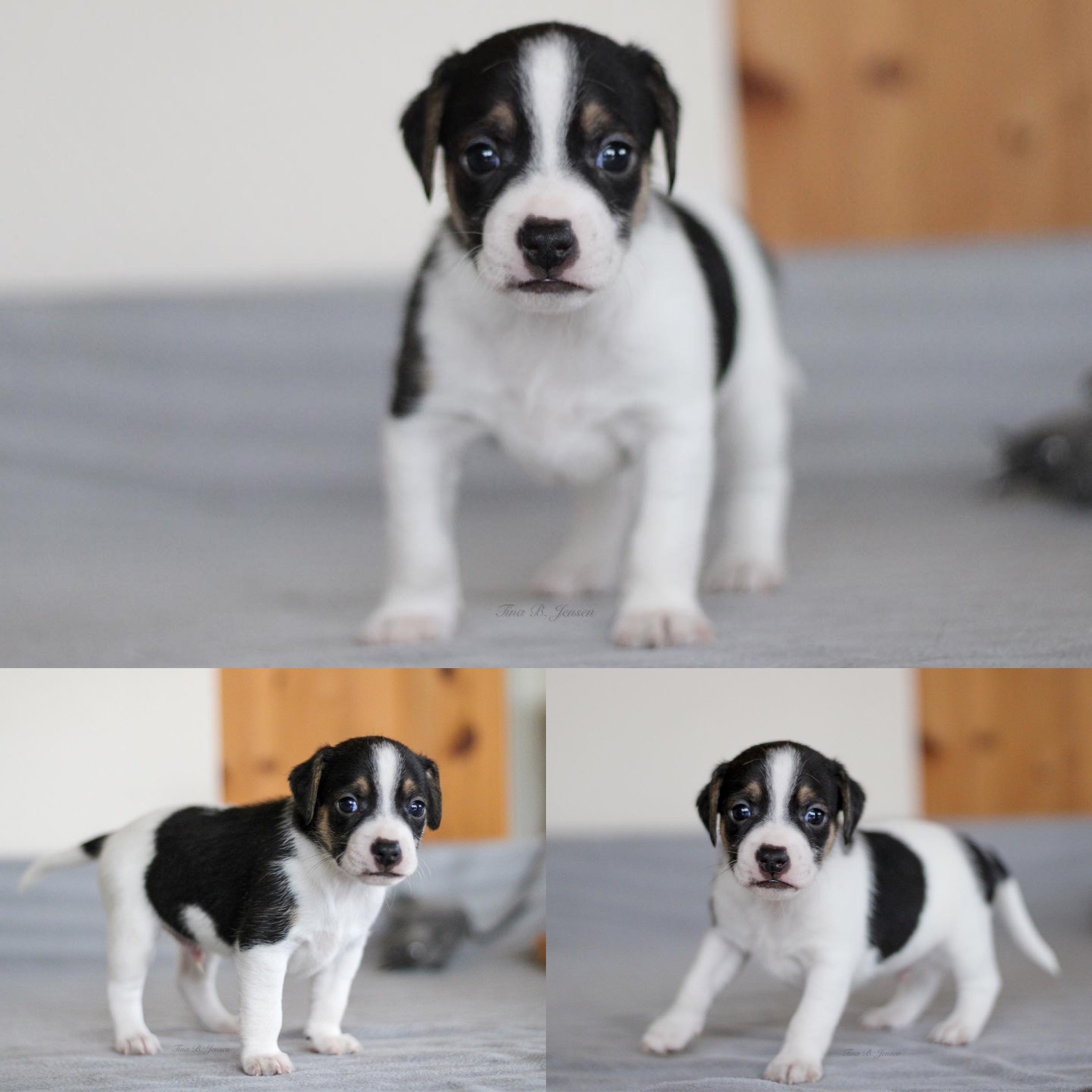 L-Kullet – Kennel Nydeligheten