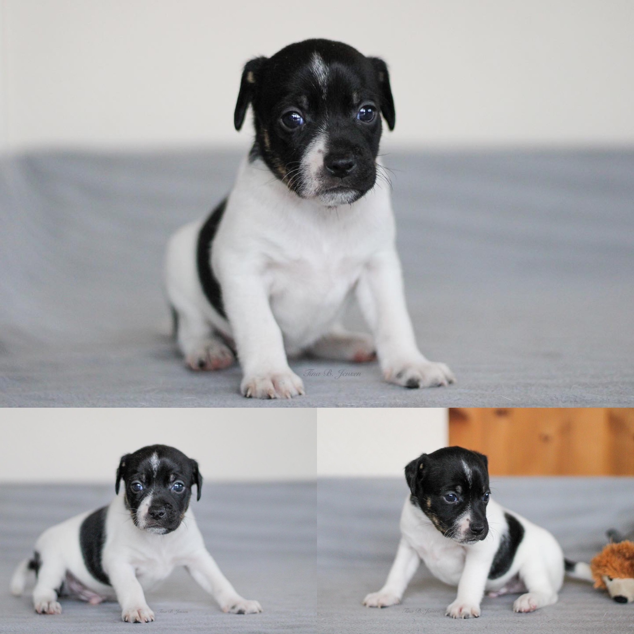 L-Kullet – Kennel Nydeligheten
