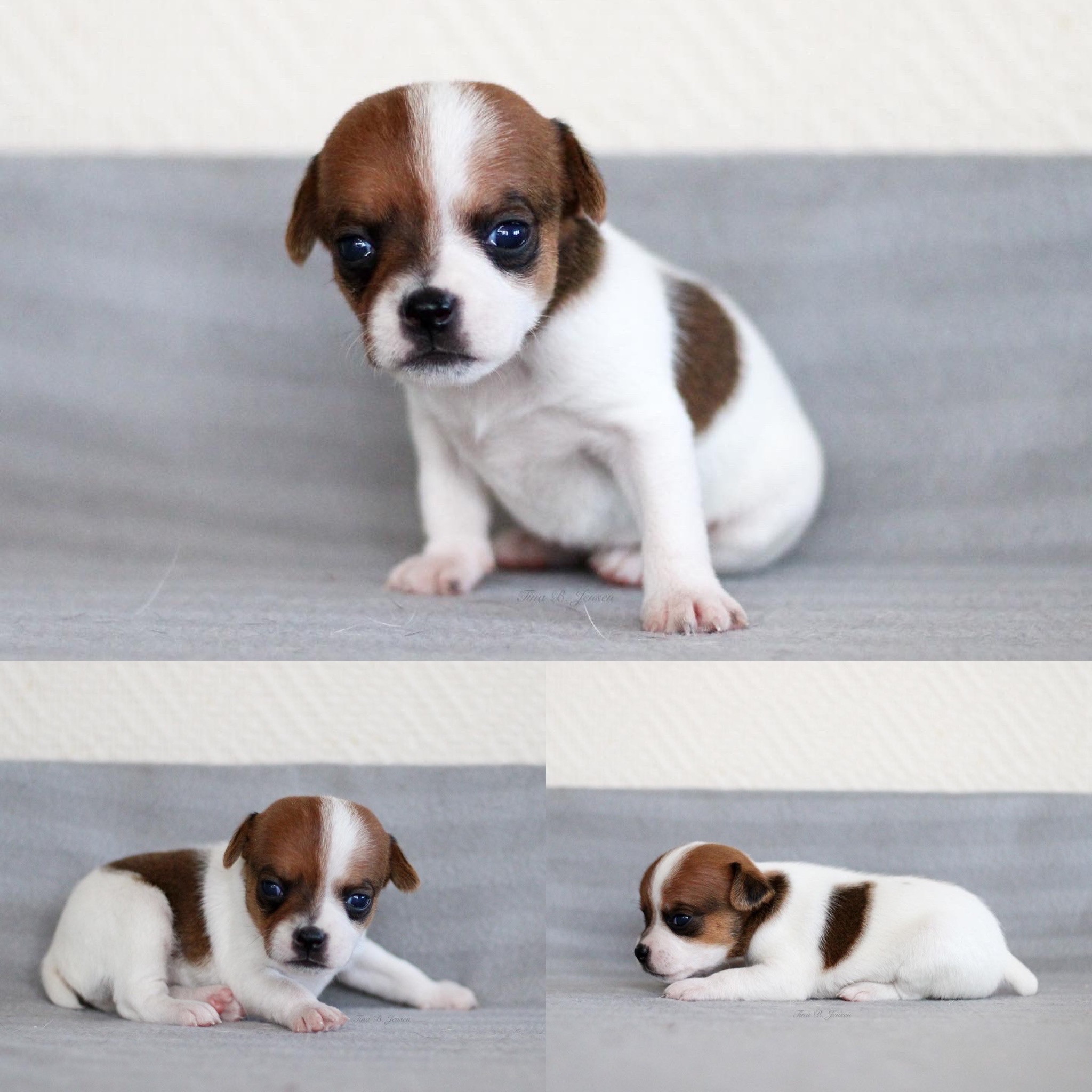 M-Kullet – Kennel Nydeligheten