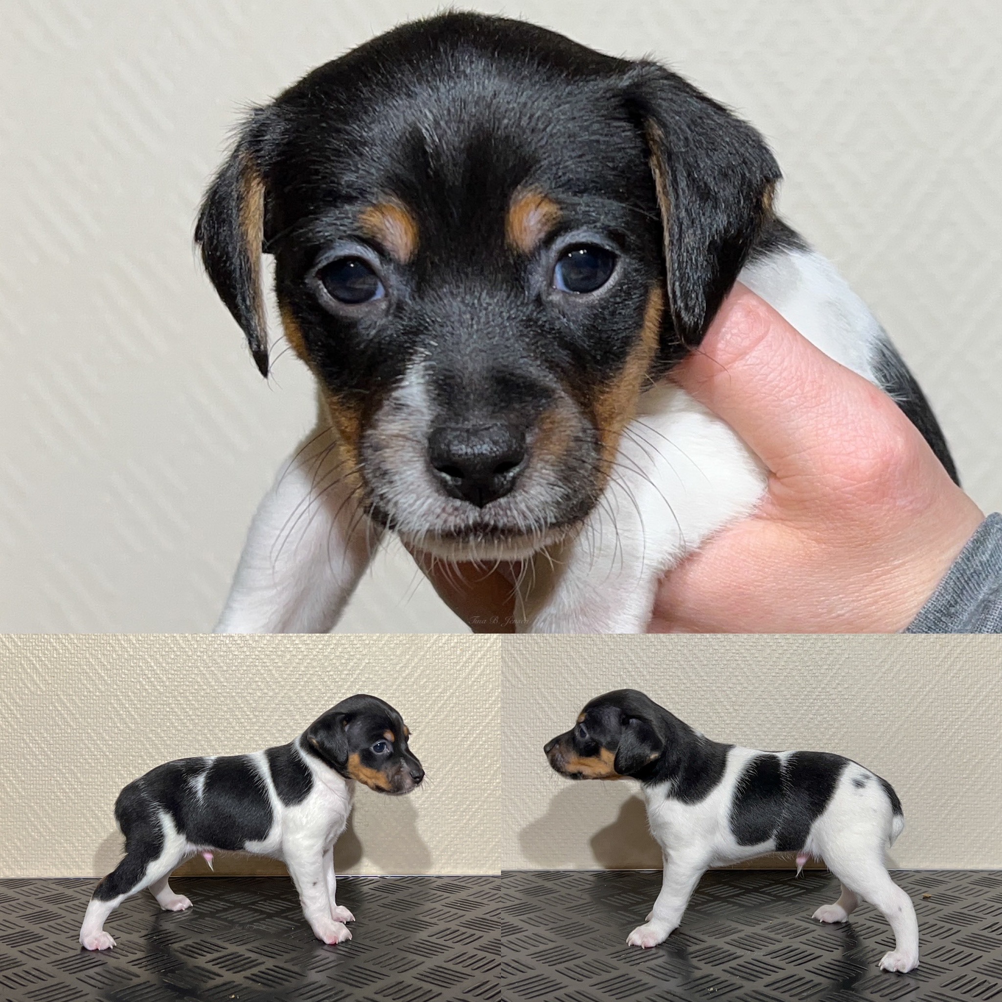 O-Kullet – Kennel Nydeligheten