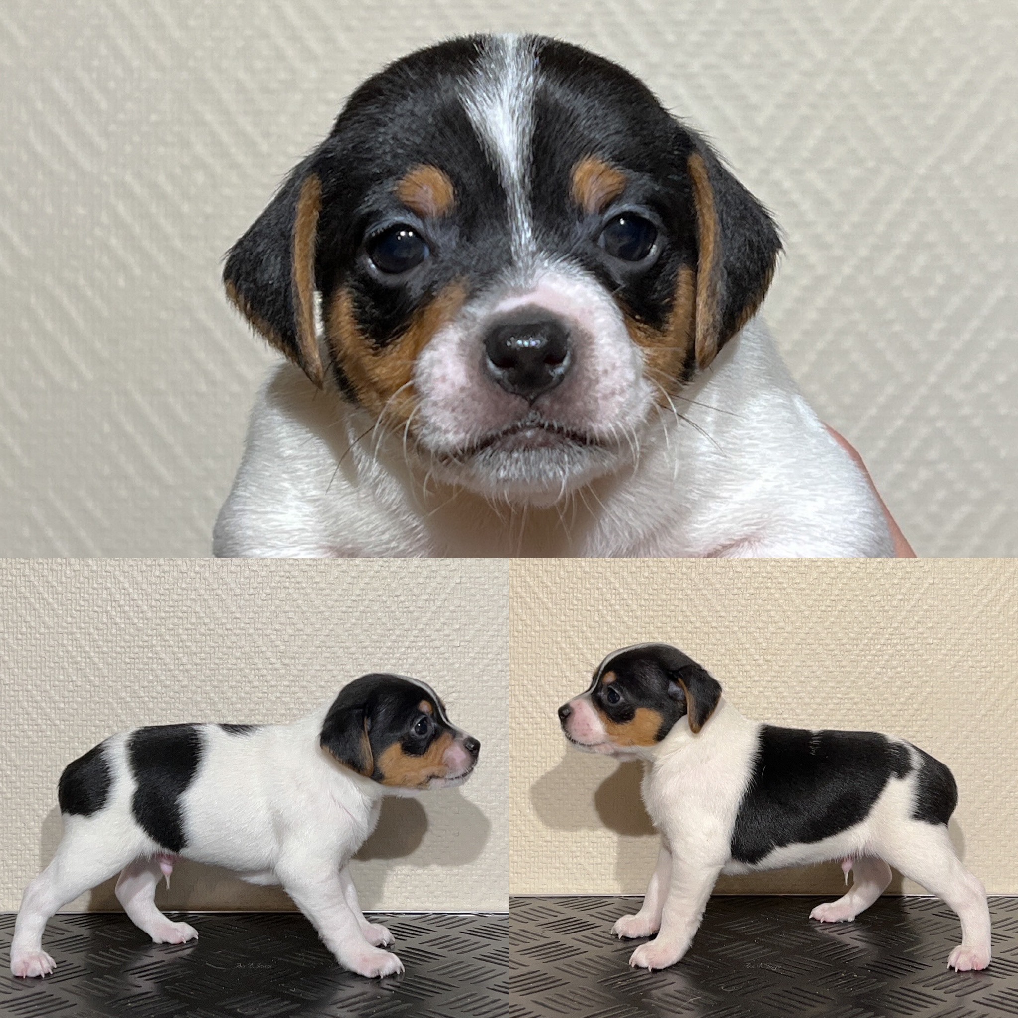 O-Kullet – Kennel Nydeligheten