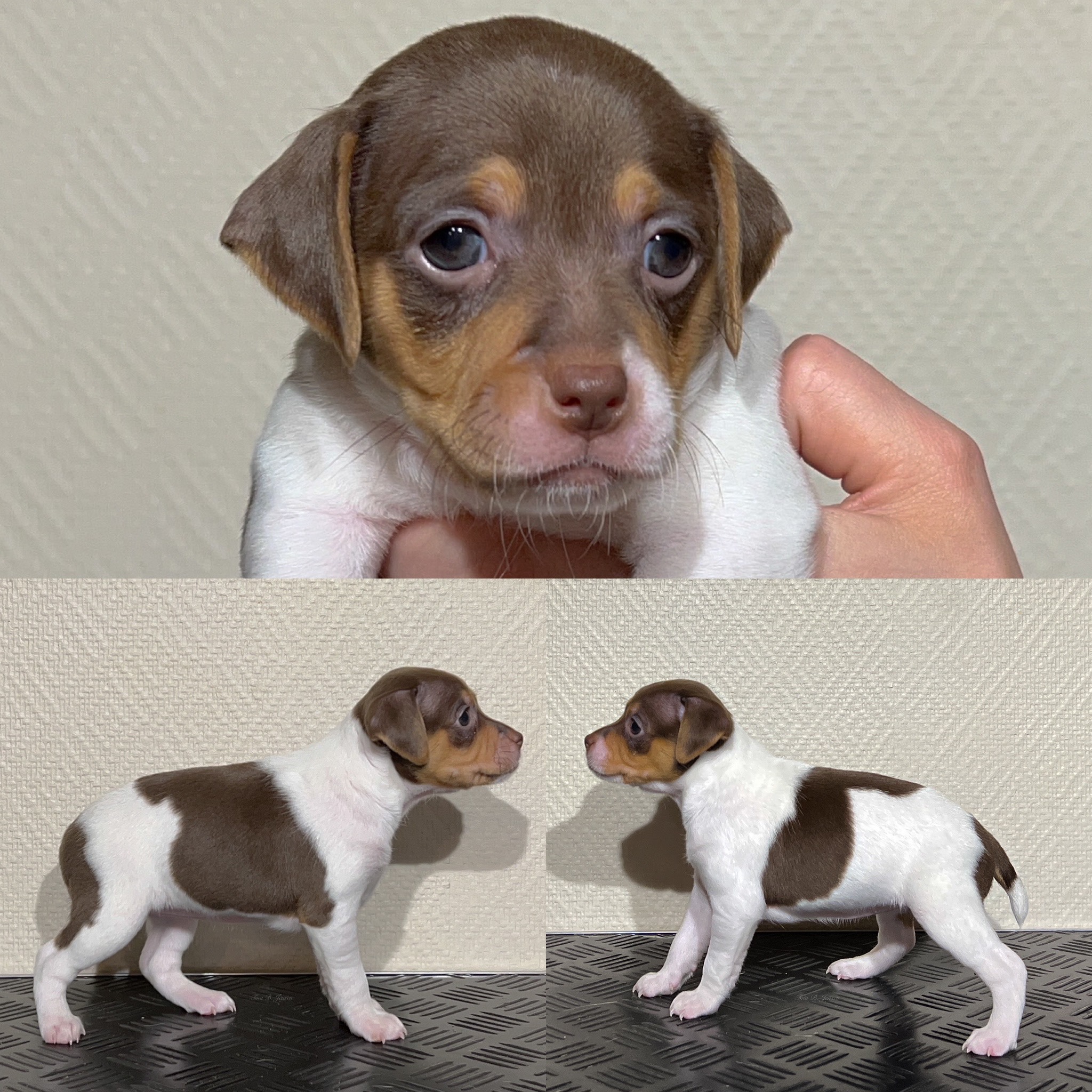 O-Kullet – Kennel Nydeligheten
