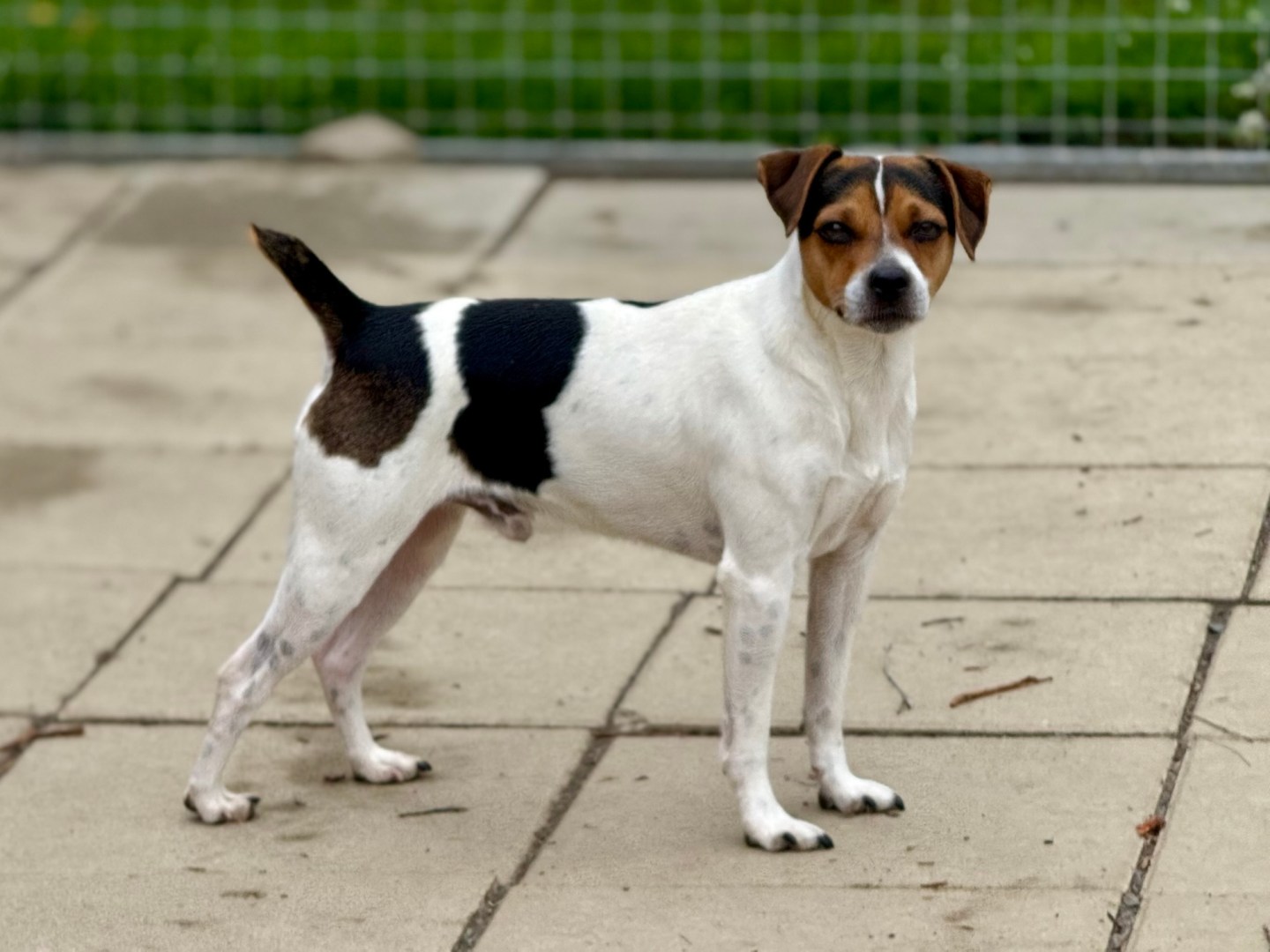 T-Kullet – Kennel Nydeligheten